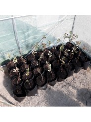 BOLSA VIVERO 16X15X25 CM