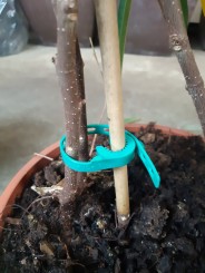 BRIDA  ELÁSTICA 30 CM LARGA. 100 UD