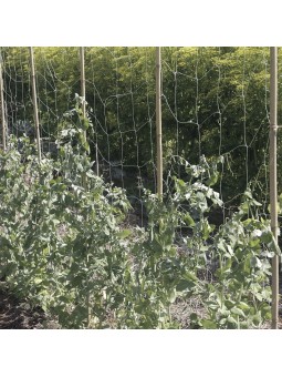 SOPORTE PLANTAS BIOCOMPOSTABLE