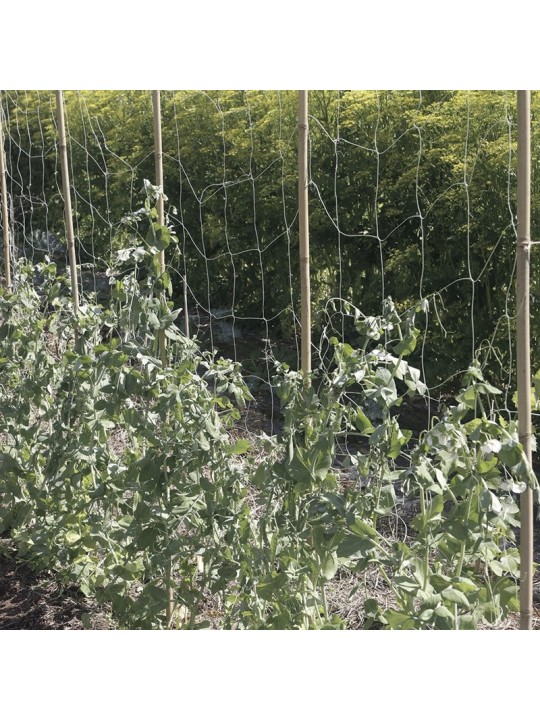 SOPORTE PLANTAS BIOCOMPOSTABLE