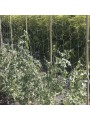 SOPORTE PLANTAS BIOCOMPOSTABLE