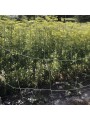 SOPORTE PLANTAS BIOCOMPOSTABLE
