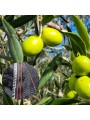 Manto para aceitunas Macoglass 8x12 metros - Mallas y Plásticos