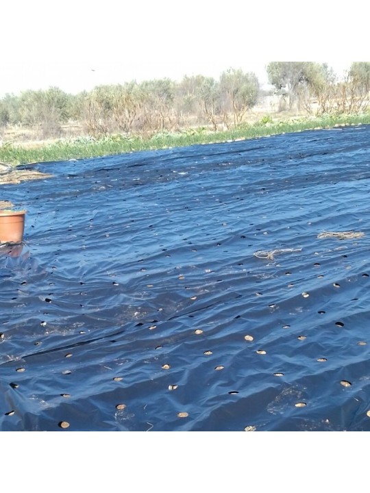 ACOLCHADO NEGRO CEBOLLAS .1X300 m