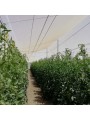 ANTIPAJAROS-ANTIGRA. LUZ 10X3. ROLLO 6x50 m