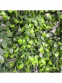 JARDIN VERTICAL BUXUS 1x1 m
