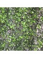 JARDIN VERTICAL BUXUS 1x1 m