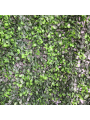 JARDIN VERTICAL BUXUS 1x1 m