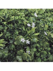 JARDIN VERTICAL JAZMIN 1X1 M