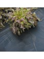 Plástico de acolchado negro para huerto  microperforado permeable| Control de malas hierbas