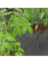 Plástico de acolchado negro para huerto  microperforado permeable| Control de malas hierbas