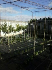 TUTORES DE BAMBÚ PARA TOMATES