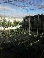 TUTORES DE BAMBÚ PARA TOMATES