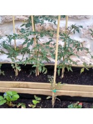 Tutores para tomates de bambú