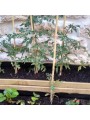 Tutores para tomates de bambú