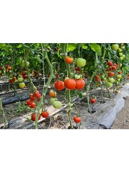 CLIP TOMATE 23 MM