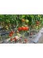 CLIP TOMATE 23 MM