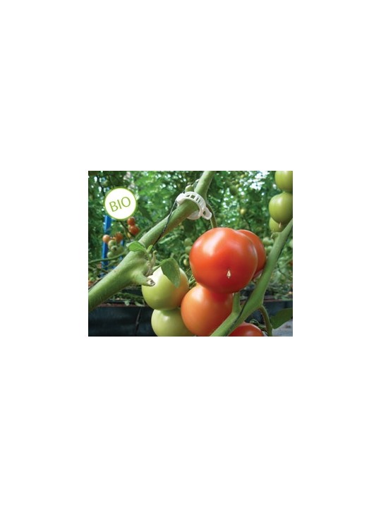 CLIP TOMATE 23 MM