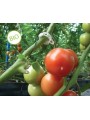 CLIP TOMATE 23 MM