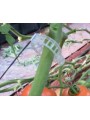 CLIP TOMATE 23 MM