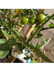CLIP TOMATE 23 MM
