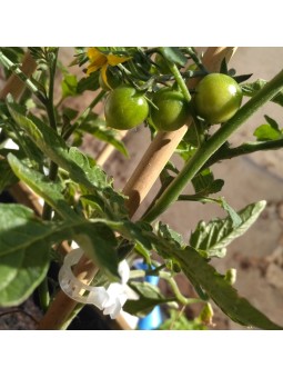 CLIP TOMATE 23 MM