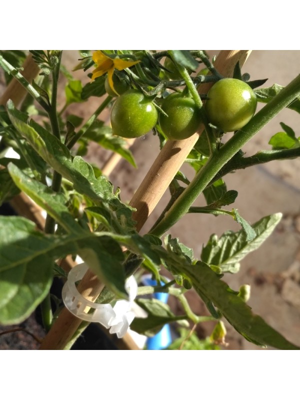 CLIP TOMATE 23 MM