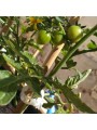 CLIP TOMATE 23 MM