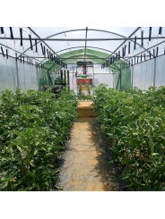 CLIP TOMATE 23 MM