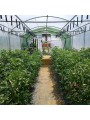 CLIP TOMATE 23 MM
