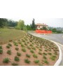 GEOTEXTIL PLANTEX GOLD 125 GR. ROLLOS
