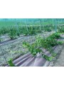 GEOTEXTIL PLANTEX GOLD 125 GR.AL CORTE