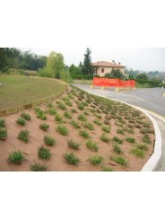 GEOTEXTIL PLANTEX GOLD 125 GR.AL CORTE