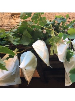BOLSA UVAS CERRADA