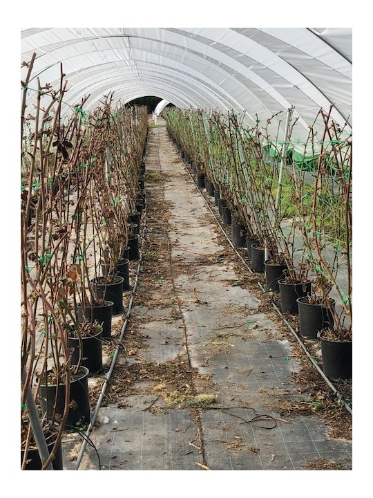 SOPORTE PLANTAS  20X20 VERDE.ROLLO 2X25