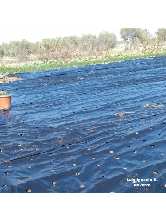 1.	ACOLCHADO G- 350 PERFORADO PARA LECHUGAS 4 X 150M
