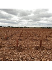 PROTECTORES PARA ÁRBOLES MARRONES