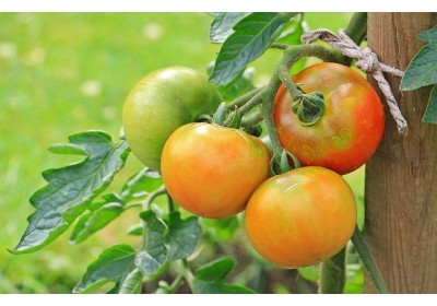 Ficha de cultivo: Tomates
