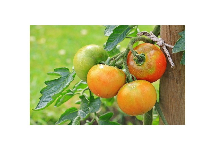 Ficha de cultivo: Tomates