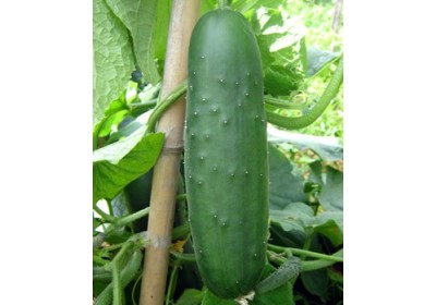 Ficha de cultivo: Pepinos