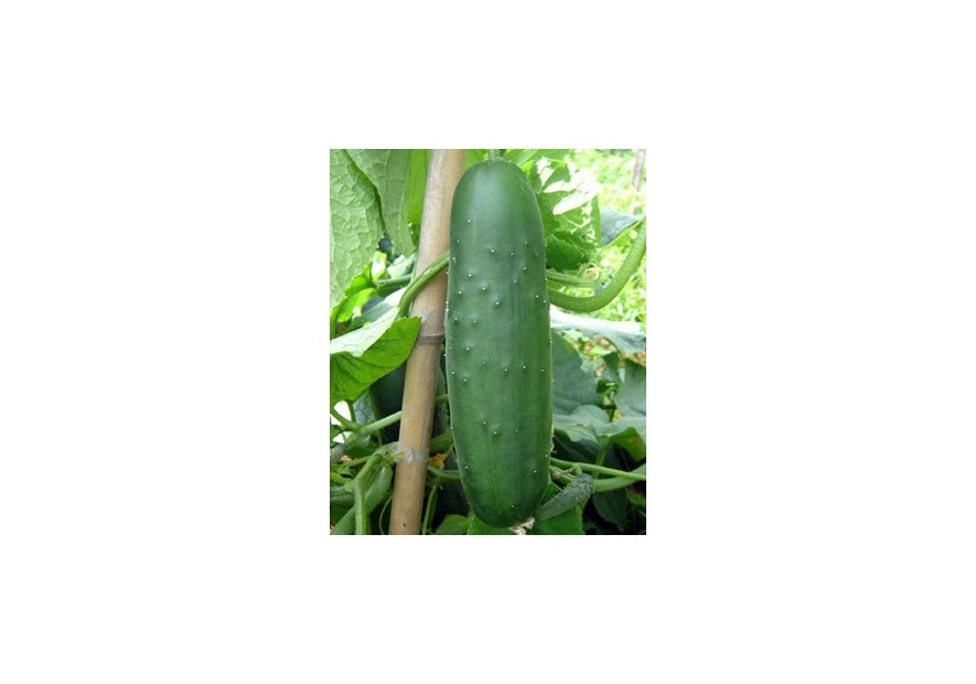 Ficha de cultivo: Pepinos