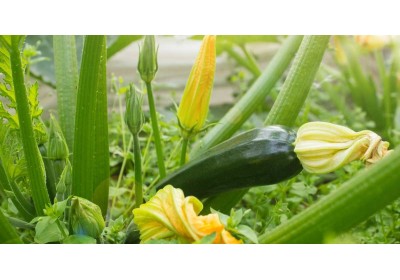 Ficha de cultivo: Calabacín