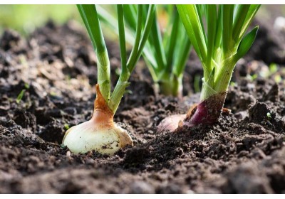 Ficha de cultivo: Cebollas