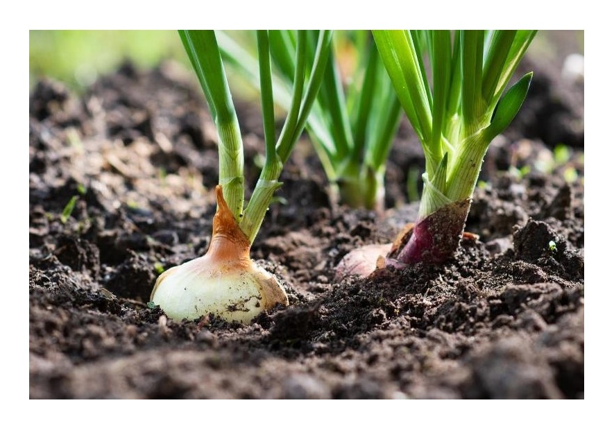 Ficha de cultivo: Cebollas