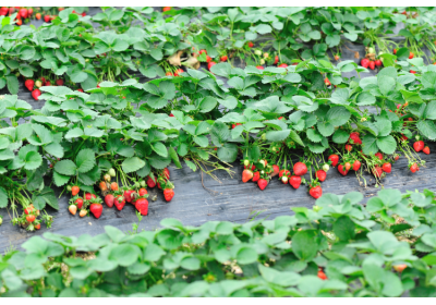 Ficha de cultivo: Fresas