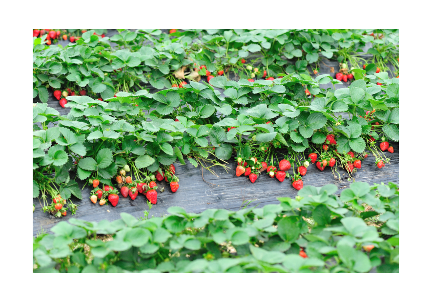 Ficha de cultivo: Fresas