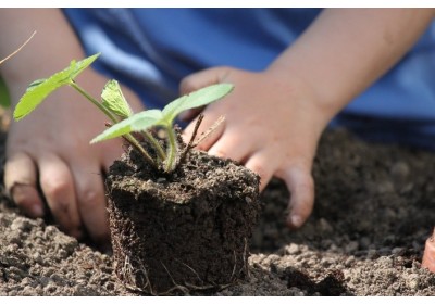 Qué plantar en abril