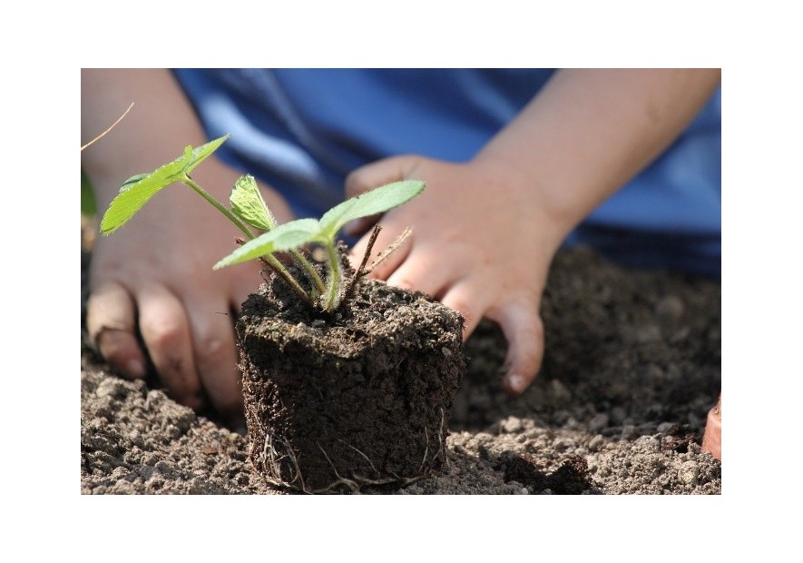 Qué plantar en abril